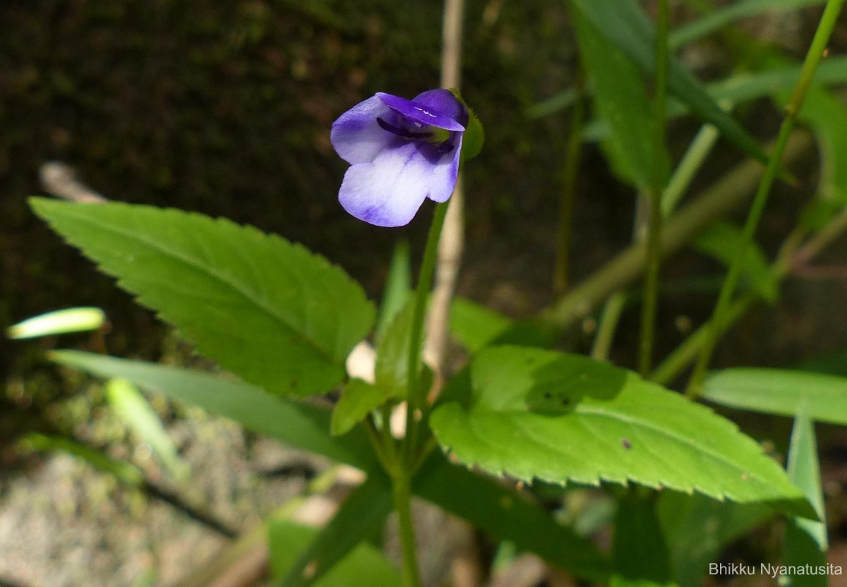 Torenia cyanea Alston